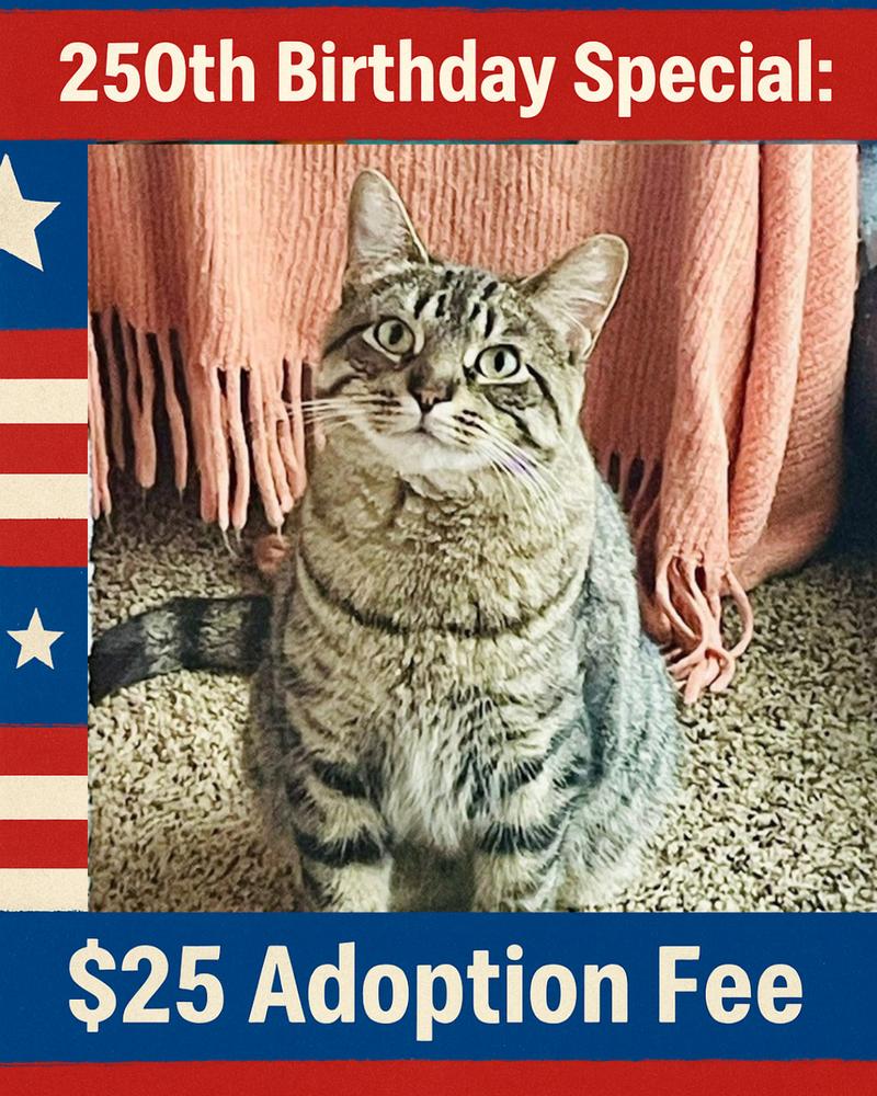Enlarge Ramona, a Adoptable mixed breed in Poplar Grove, IL image 3/6