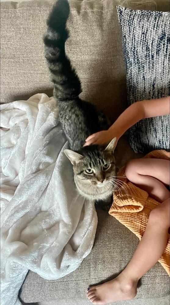 Enlarge Ramona, a Adoptable mixed breed in Poplar Grove, IL image 5/6