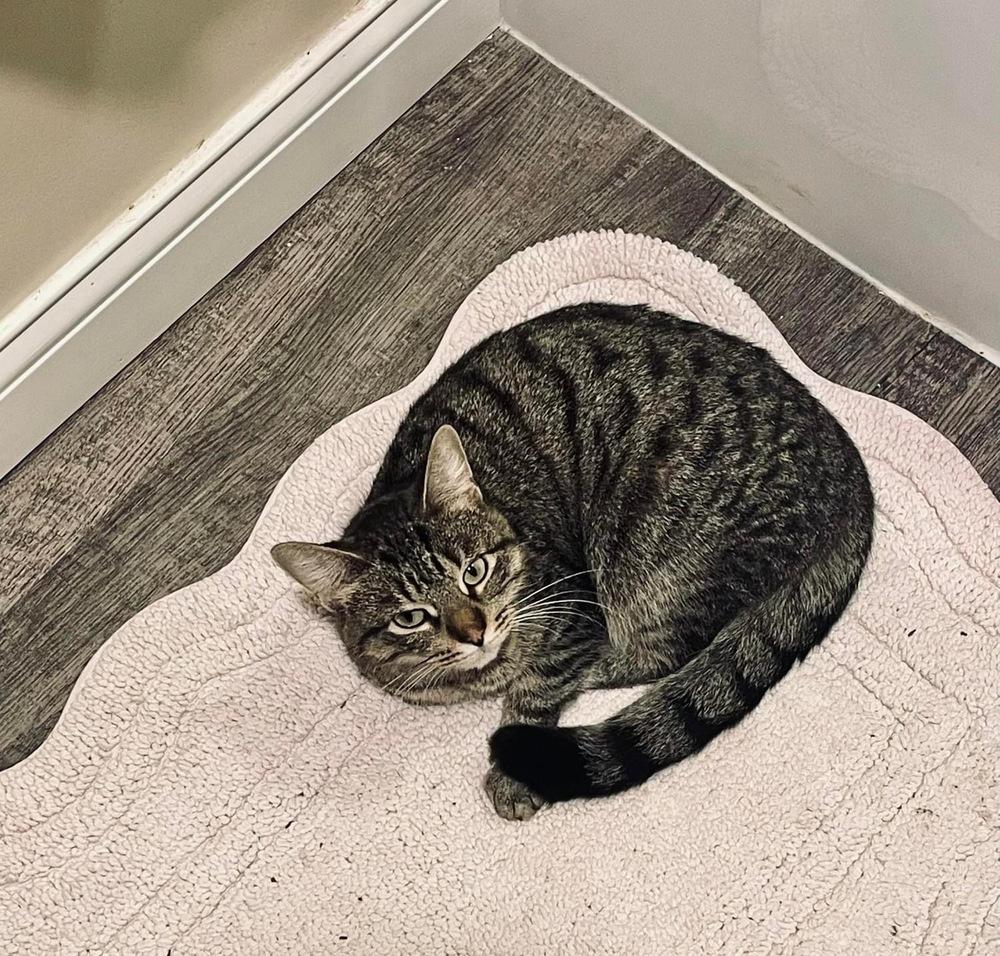 Enlarge Ramona, a Adoptable mixed breed in Poplar Grove, IL image 6/6