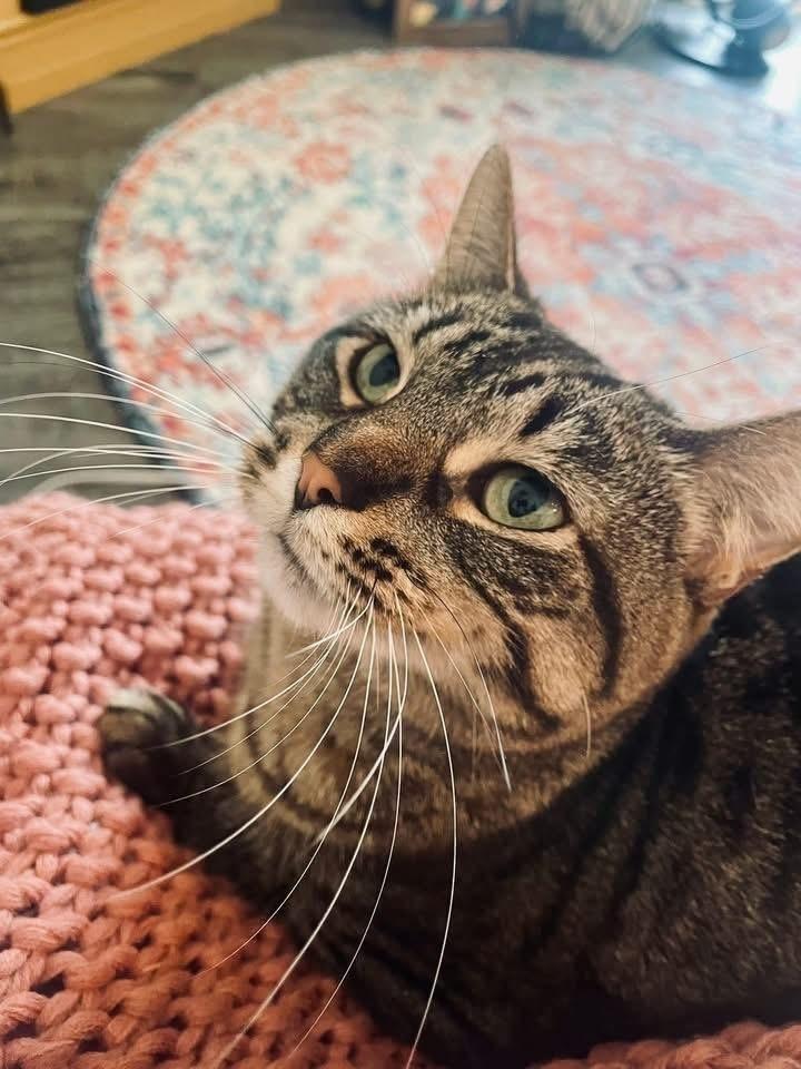 Enlarge Ramona, a Adoptable mixed breed in Poplar Grove, IL image 6/6