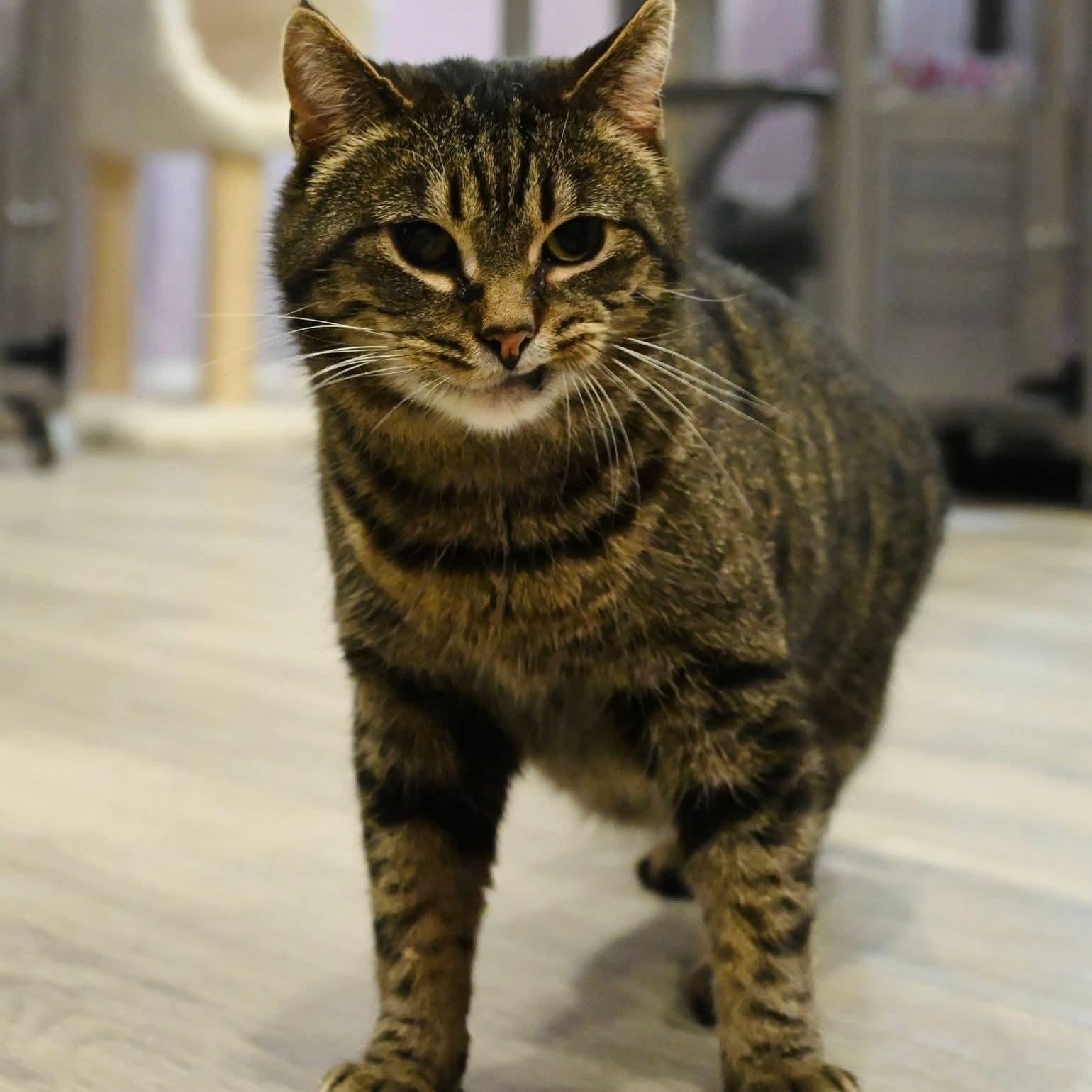Enlarge Boo, a ADOPTABLE mixed breed in South Park, PA image 6/6