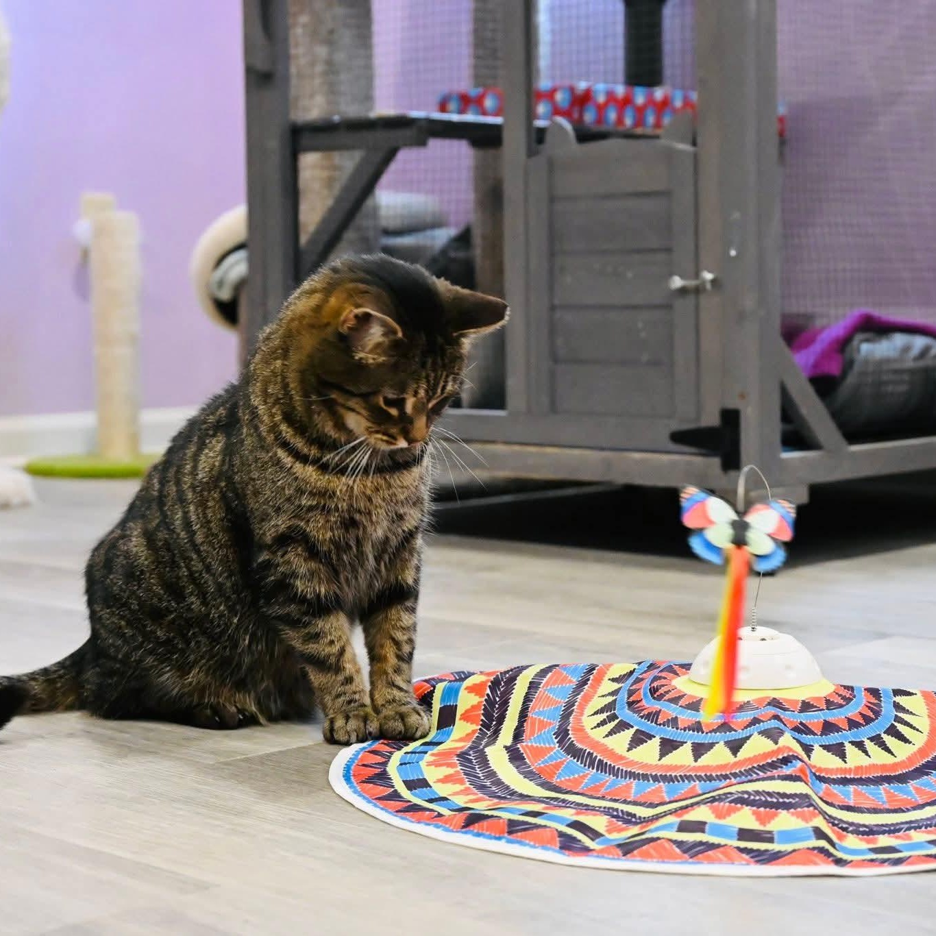 Enlarge Boo, a ADOPTABLE mixed breed in South Park, PA image 3/6