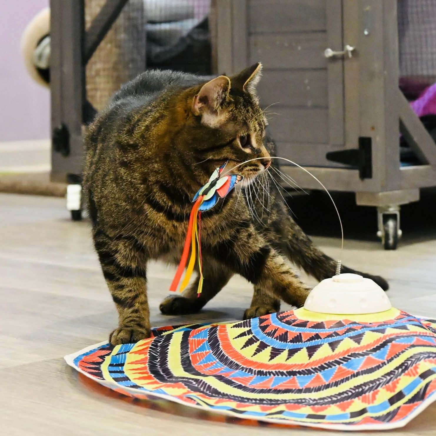 Enlarge Boo, a ADOPTABLE mixed breed in South Park, PA image 4/6