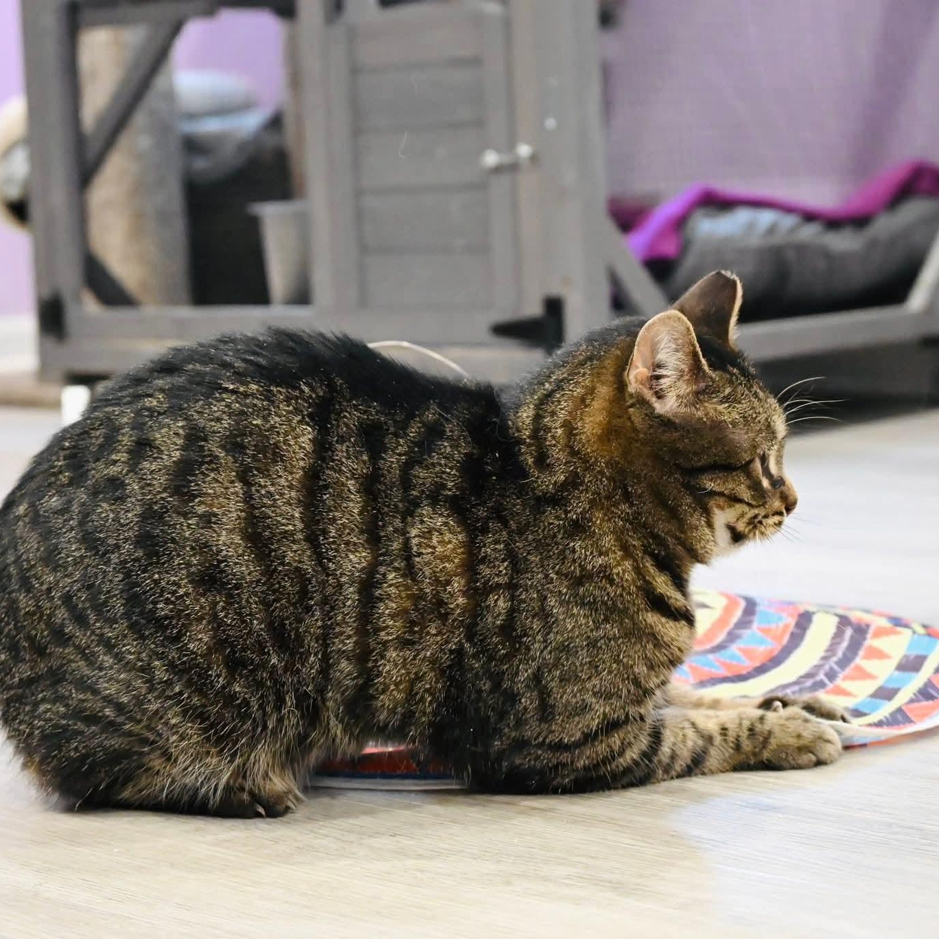 Enlarge Boo, a ADOPTABLE mixed breed in South Park, PA image 5/6