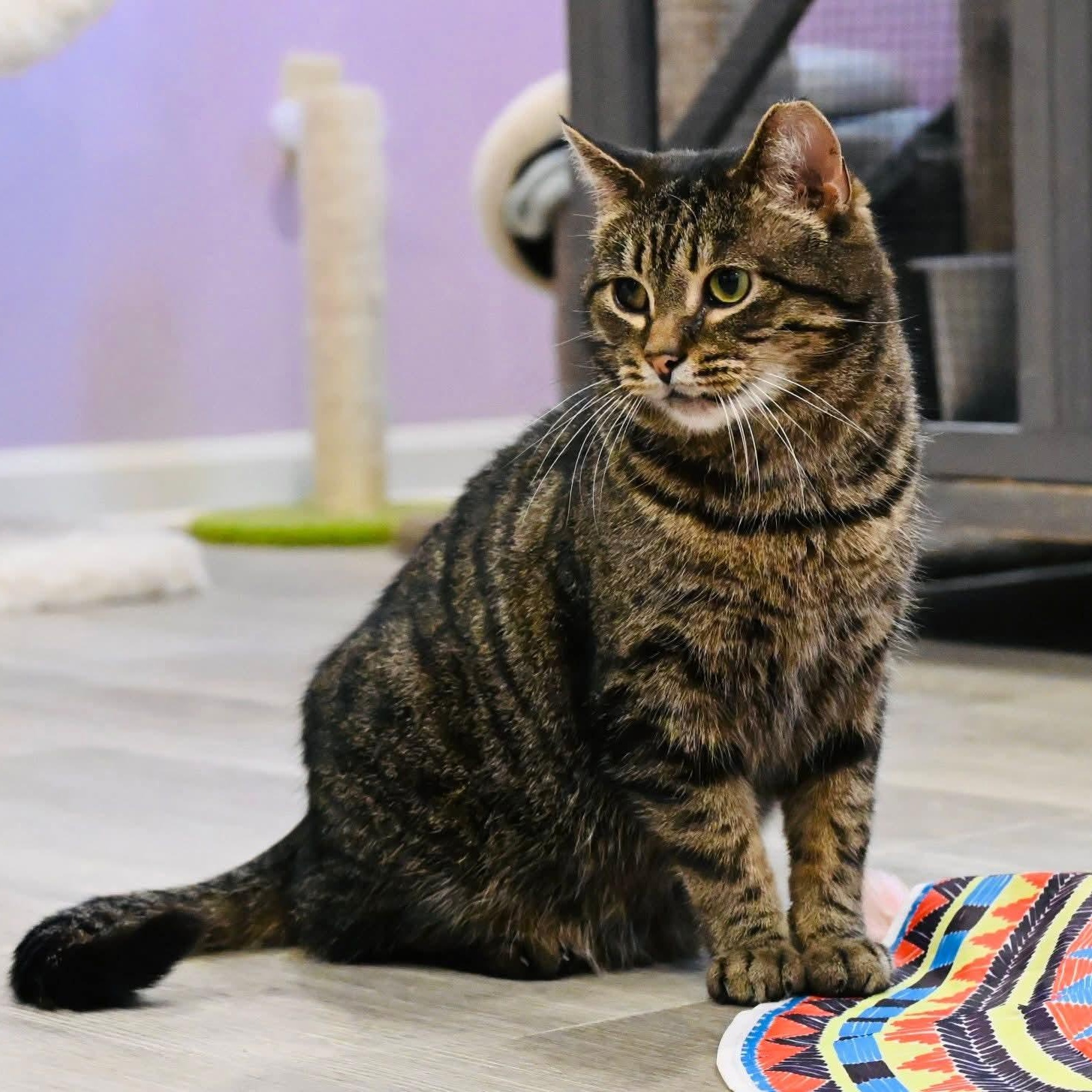 Enlarge Boo, a ADOPTABLE mixed breed in South Park, PA image 2/6