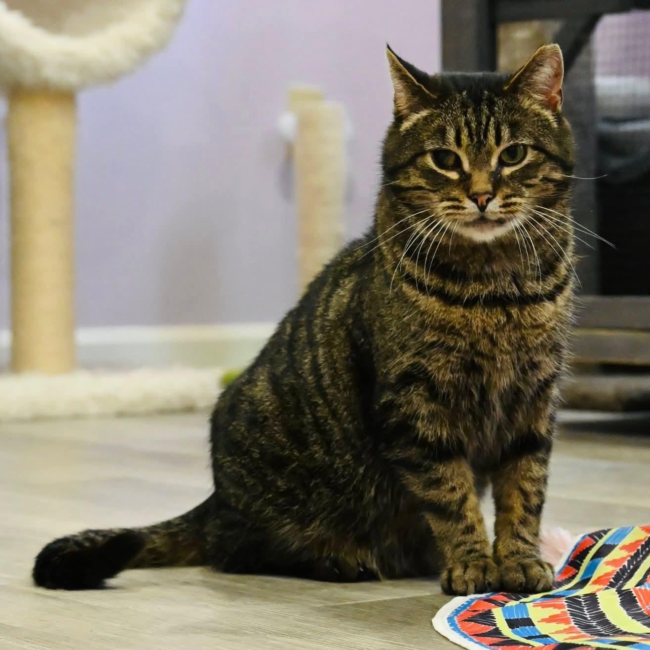 Boo, ADOPTABLE, Adult Male Tabby.
