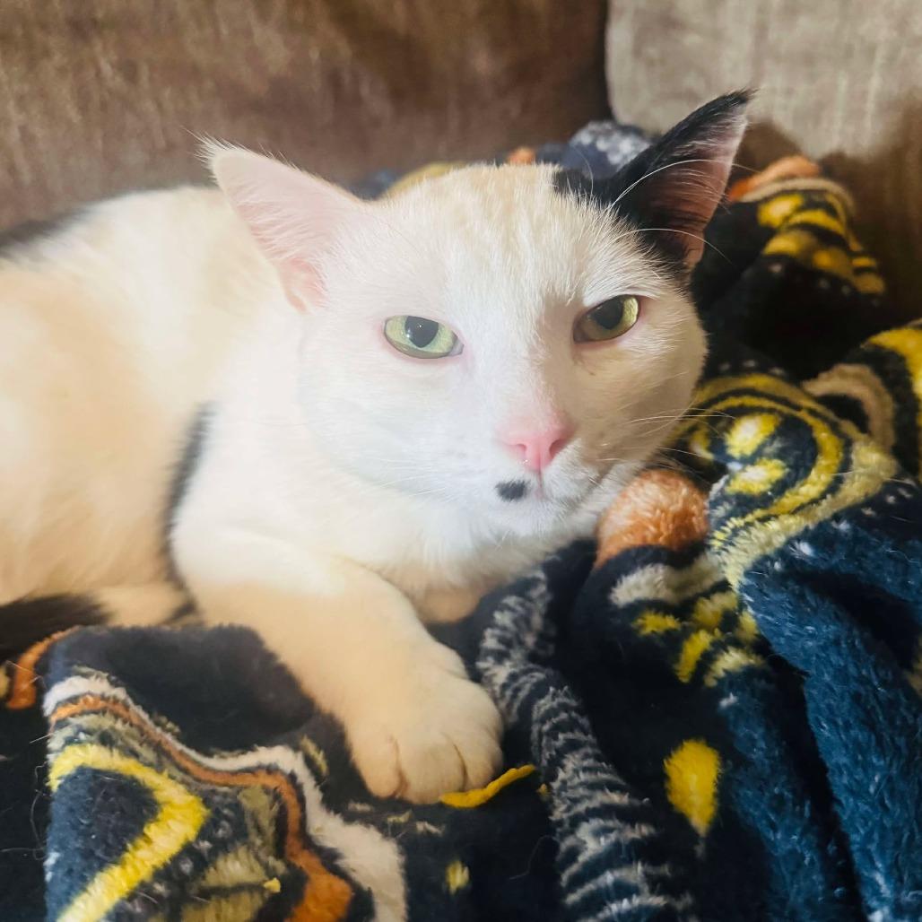 Max Butts, Adoptable, Young Male Domestic Short Hair.