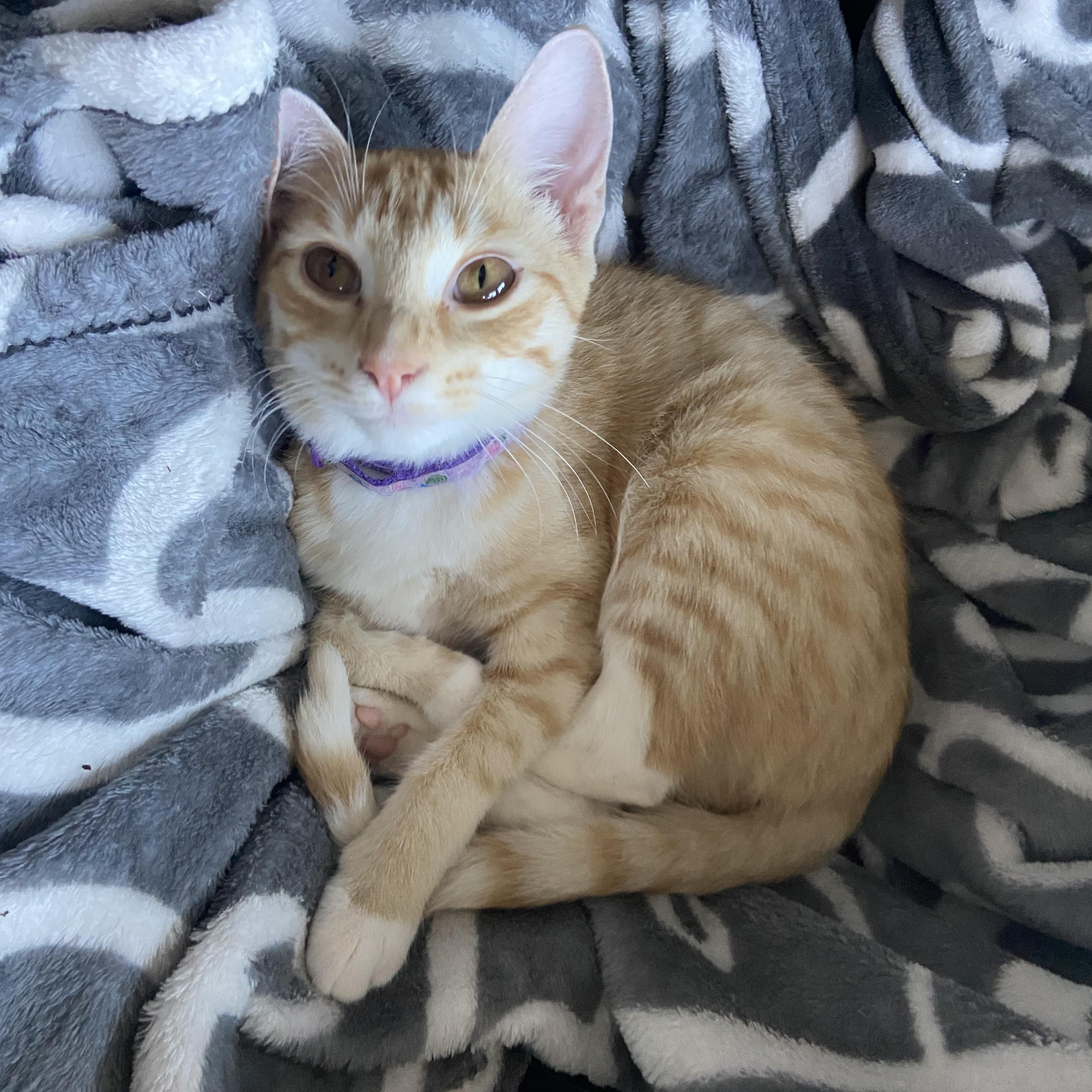 Rose, a Adoptable Domestic Short Hair in Huffman, TX image 2/5