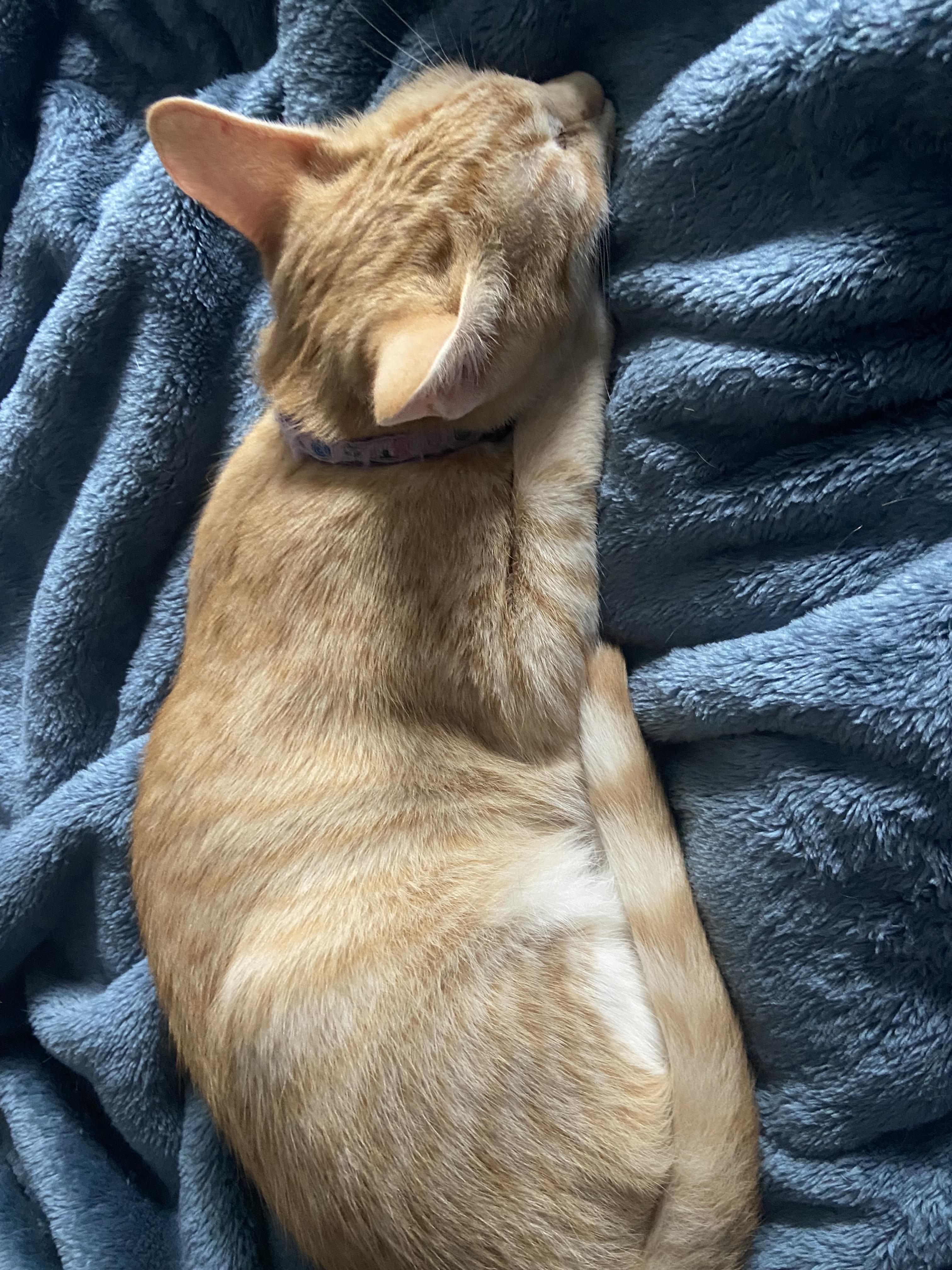 Rose, a Adoptable Domestic Short Hair in Huffman, TX image 3/5