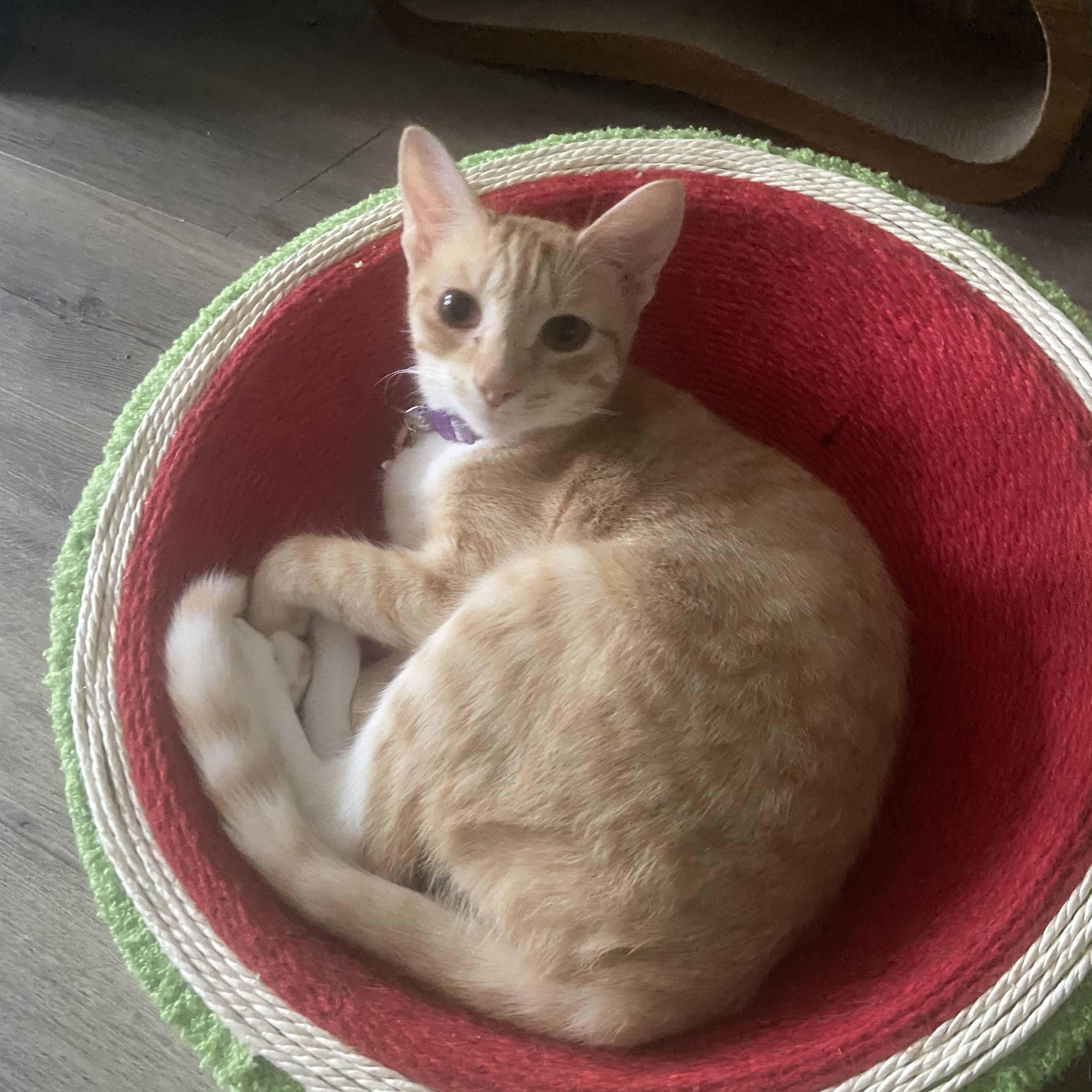 Rose, a Adoptable Domestic Short Hair in Huffman, TX image 1/5