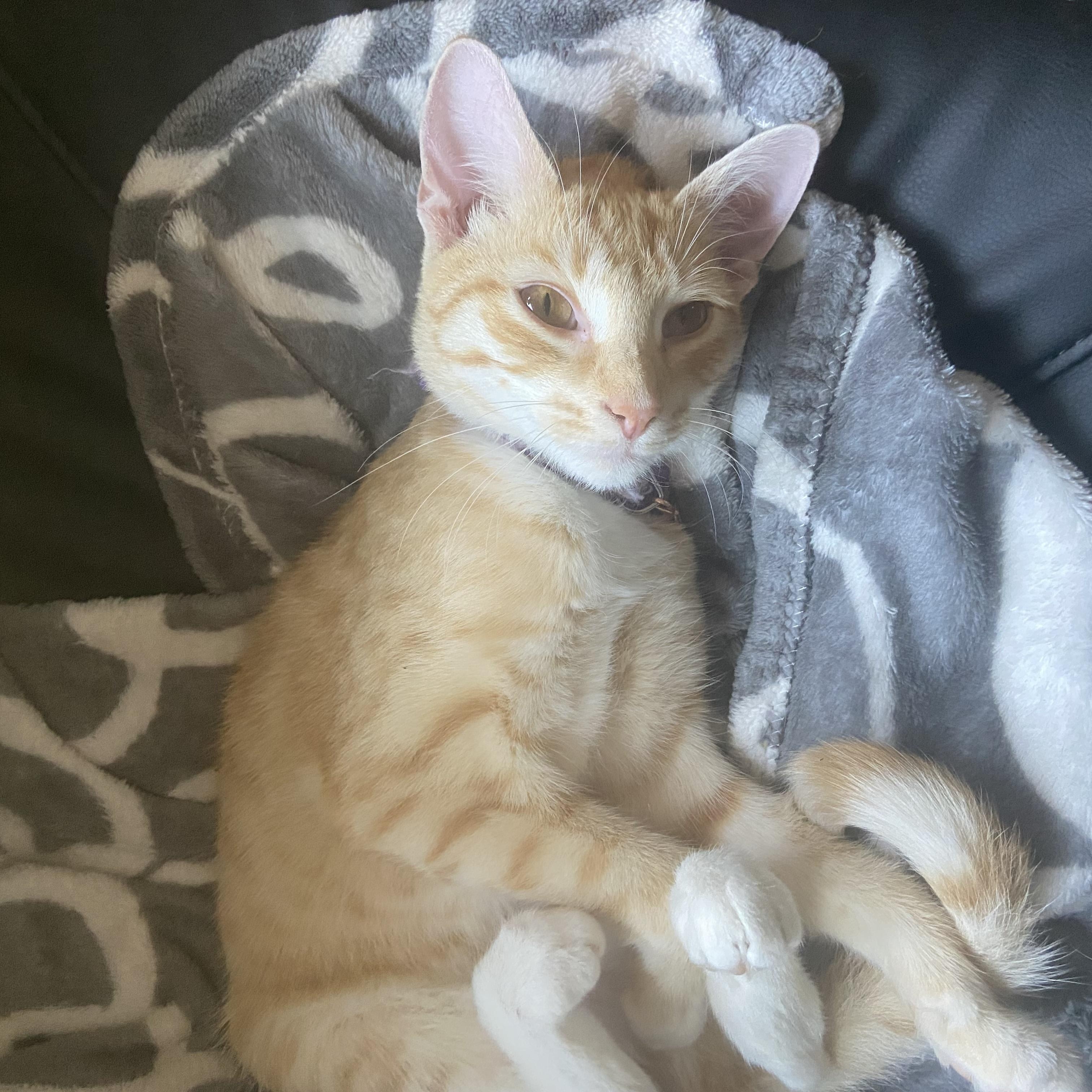 Rose, a Adoptable Domestic Short Hair in Huffman, TX image 4/5