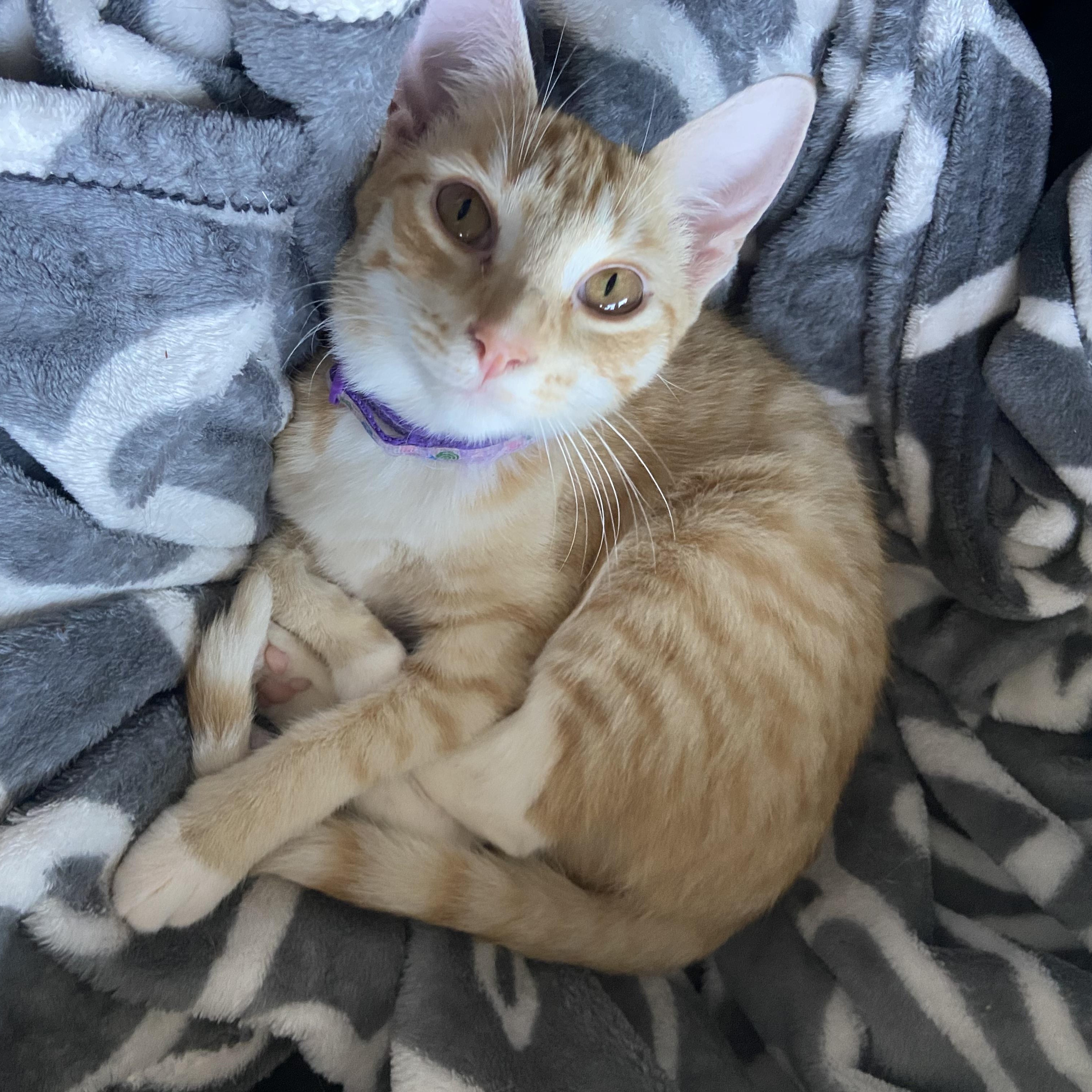 Rose, a Adoptable Domestic Short Hair in Huffman, TX image 5/5