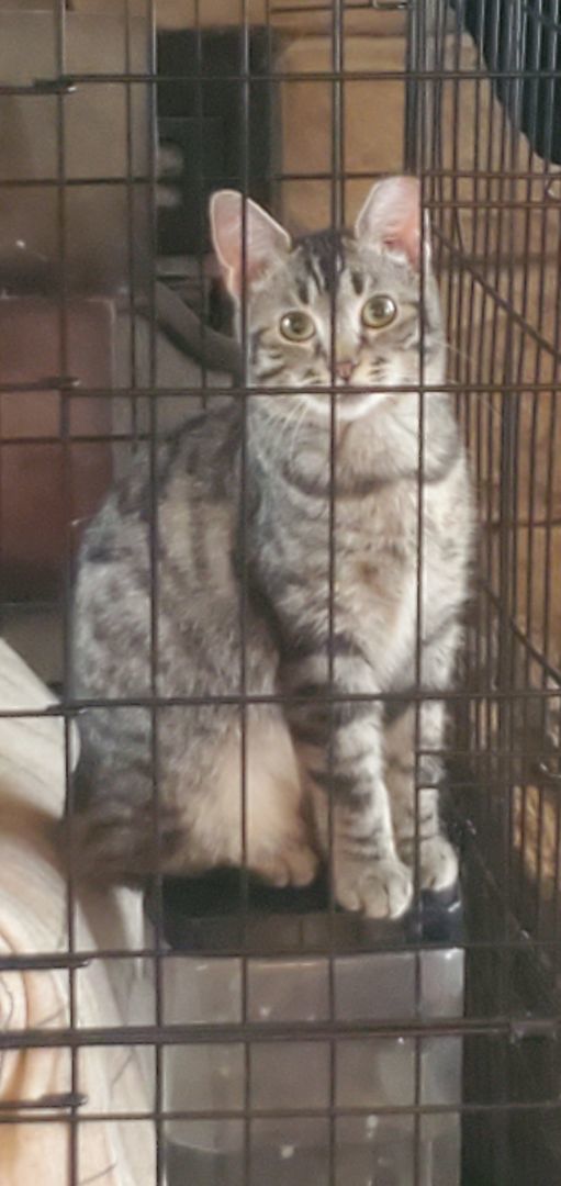 Hazel, an adopted Domestic Short Hair in Brandenburg, KY_image-1