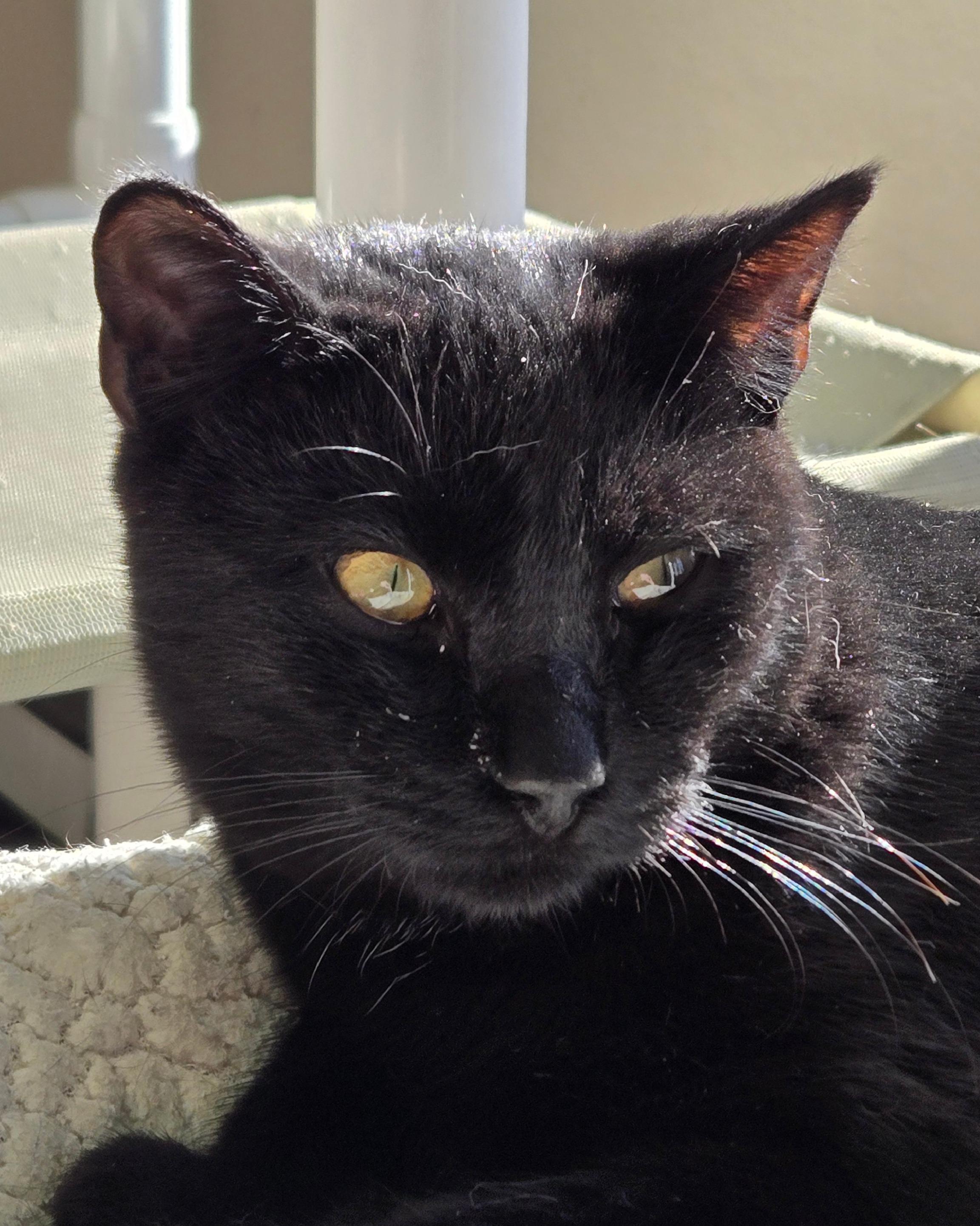 Enlarge Aristo, an adoptable Domestic Short Hair in Long Beach, WA image 3/3