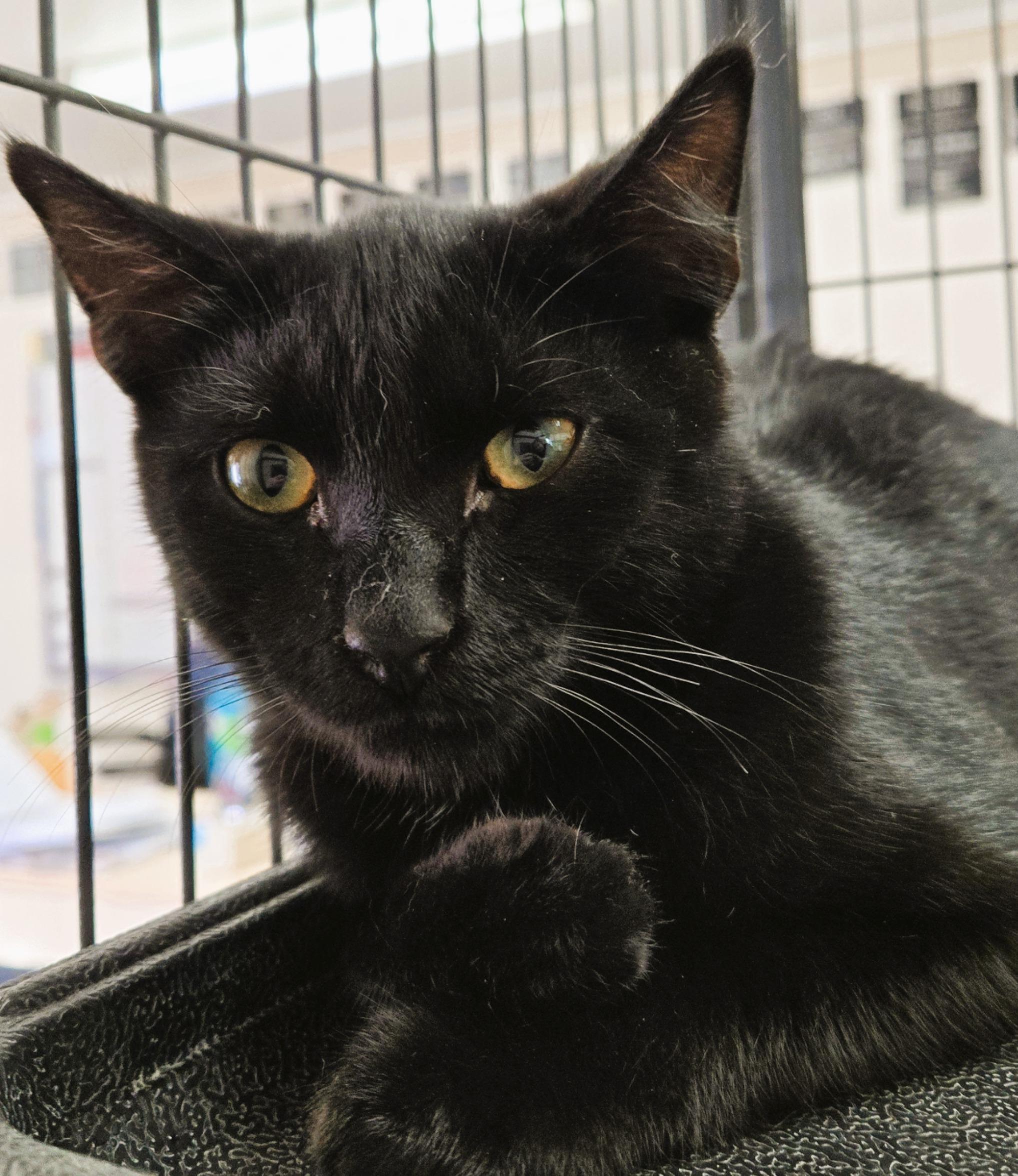 Aristo, an adoptable Domestic Short Hair in Long Beach, WA image 1/2