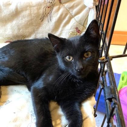 Aristo, an adoptable Domestic Short Hair in Long Beach, WA image 2/2