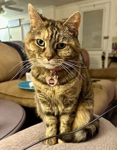 Nola, Adoptable, Senior Female Domestic Short Hair.