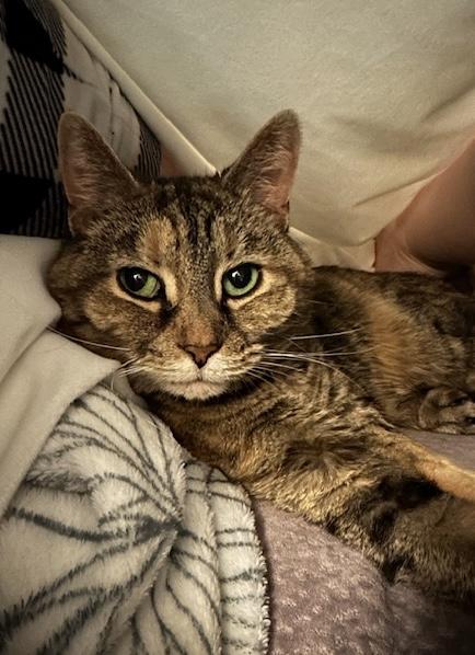 Enlarge Nola, a Adoptable Domestic Short Hair in Seven Valleys, PA image 2/6