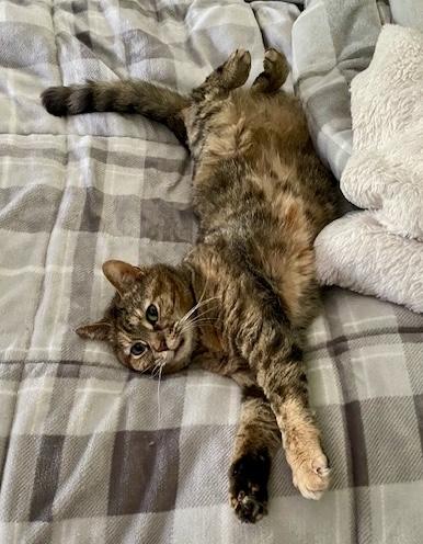 Enlarge Nola, a Adoptable Domestic Short Hair in Seven Valleys, PA image 3/6