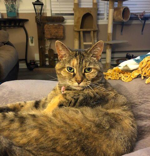 Enlarge Nola, a Adoptable Domestic Short Hair in Seven Valleys, PA image 4/6