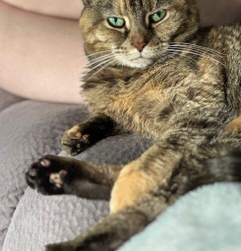 Enlarge Nola, a Adoptable Domestic Short Hair in Seven Valleys, PA image 5/6