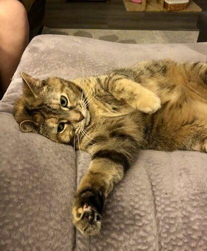 Enlarge Nola, a Adoptable Domestic Short Hair in Seven Valleys, PA image 6/6