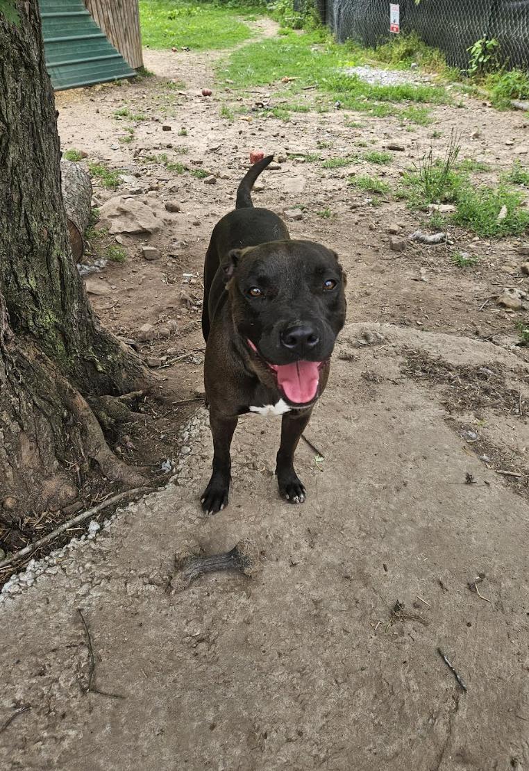 Lightning, Adoptable, Young Male Hound & Labrador Retriever.