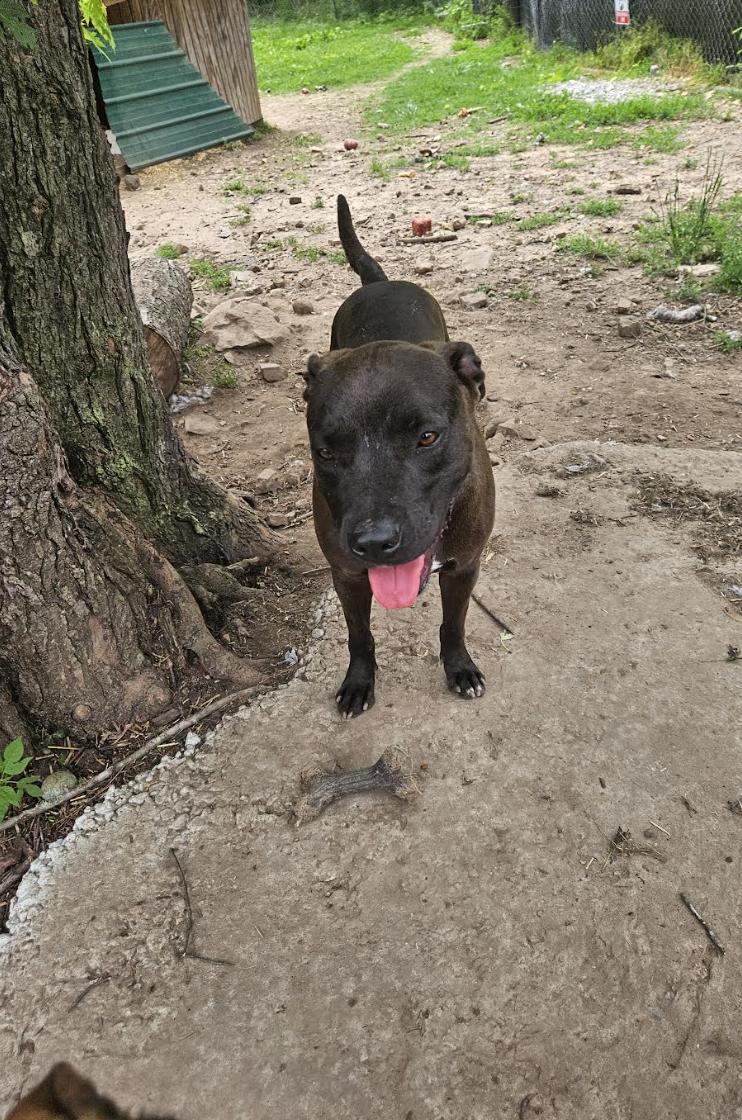 Enlarge Lightning, a Adoptable mixed breed in Woburn, MA image 3/5