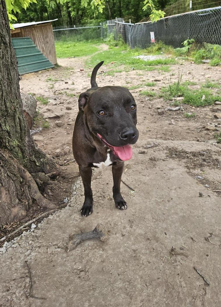 Enlarge Lightning, a Adoptable mixed breed in Woburn, MA image 4/5