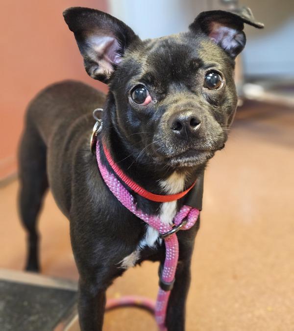 Bodega, Adoptable, Young Female Terrier.