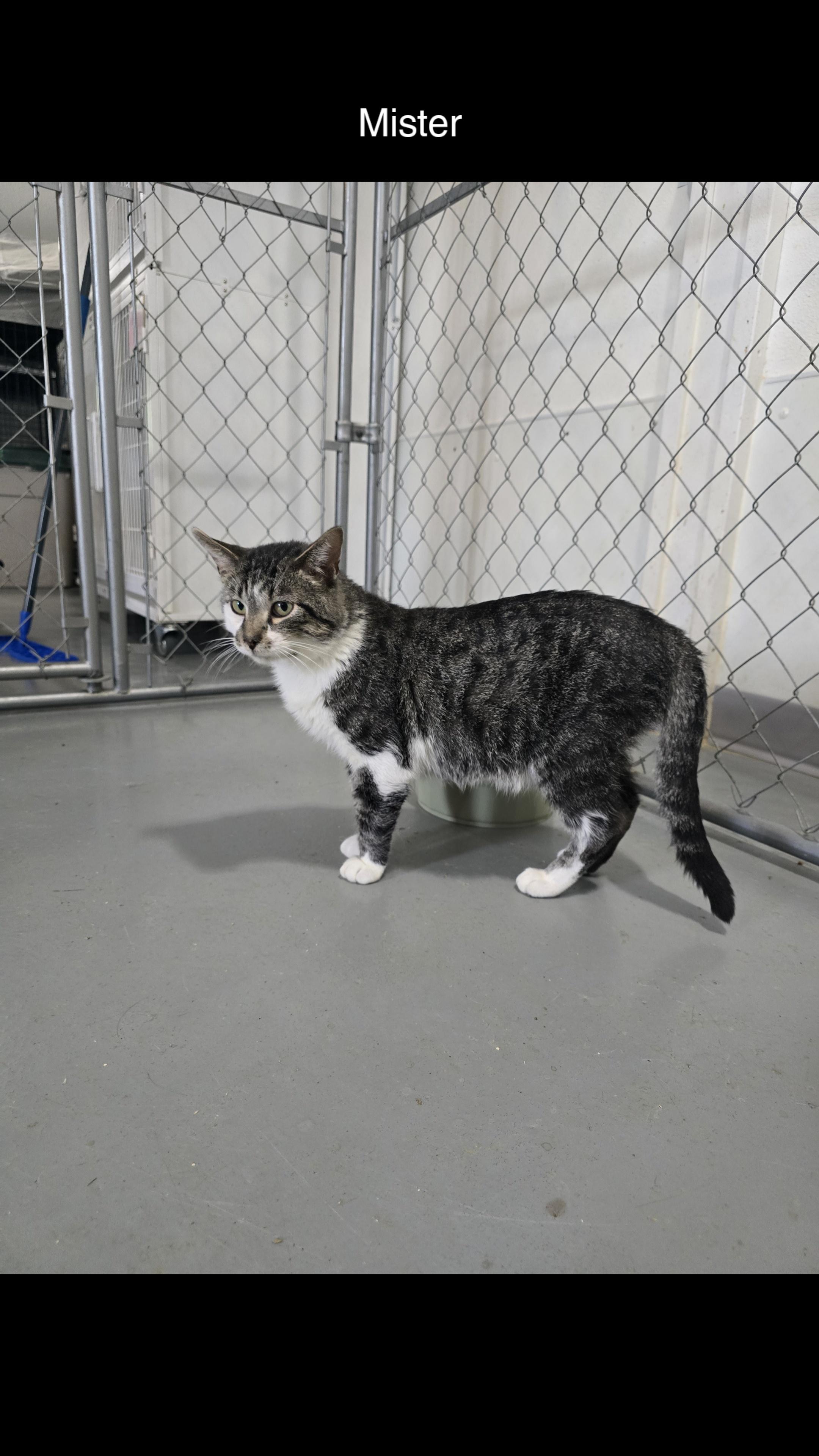 Enlarge Mister, a Adopted Domestic Short Hair in Iowa Falls, IA image 1/1