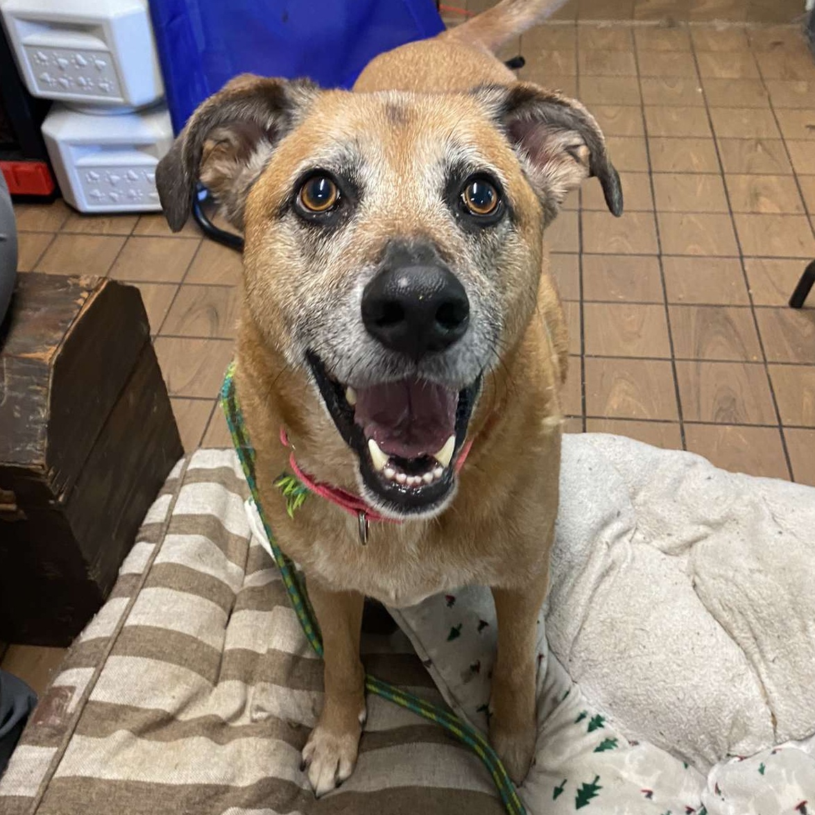 Guiseppi, a Adoptable mixed breed in Youngstown, OH image 4/6