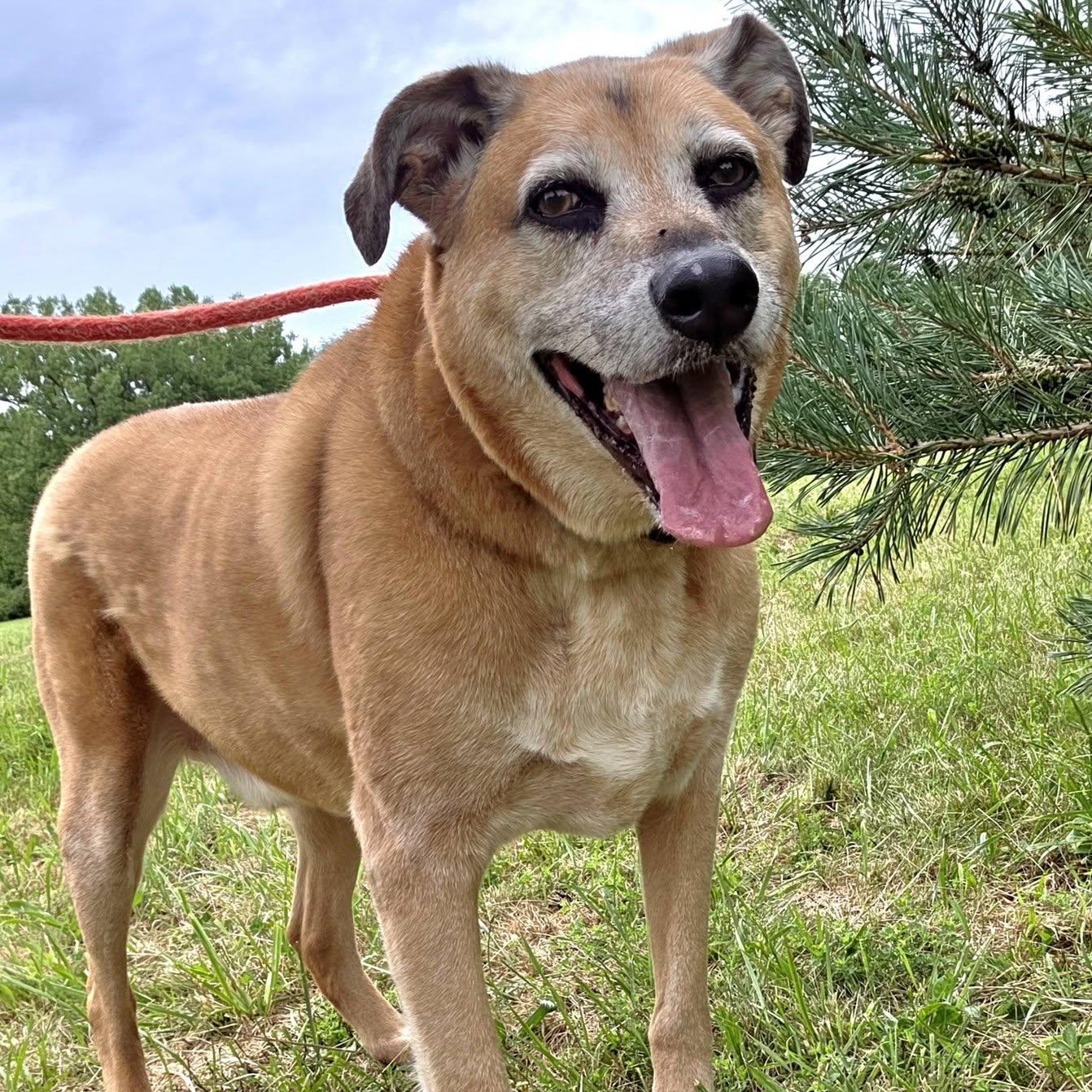 Guiseppi, Adoptable, Senior Male Shepherd.