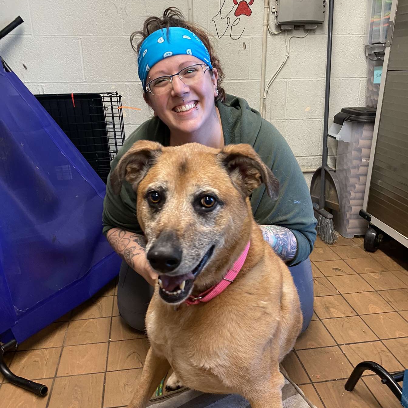 Guiseppi, a Adoptable mixed breed in Youngstown, OH image 3/6
