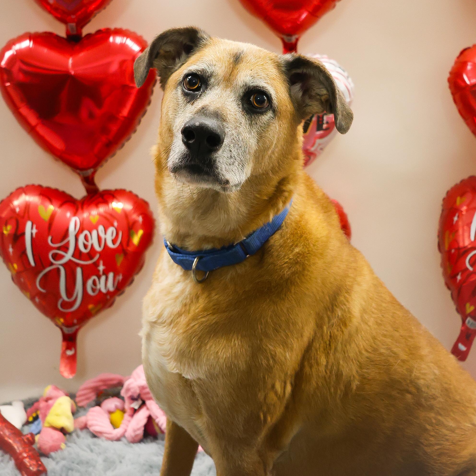 Guiseppi, a Adoptable mixed breed in Youngstown, OH image 1/6