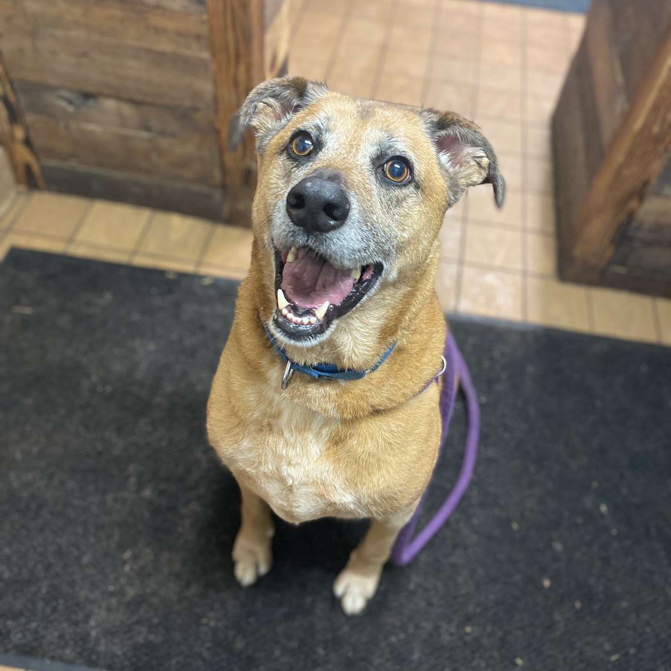 Guiseppi, a Adoptable mixed breed in Youngstown, OH image 6/6