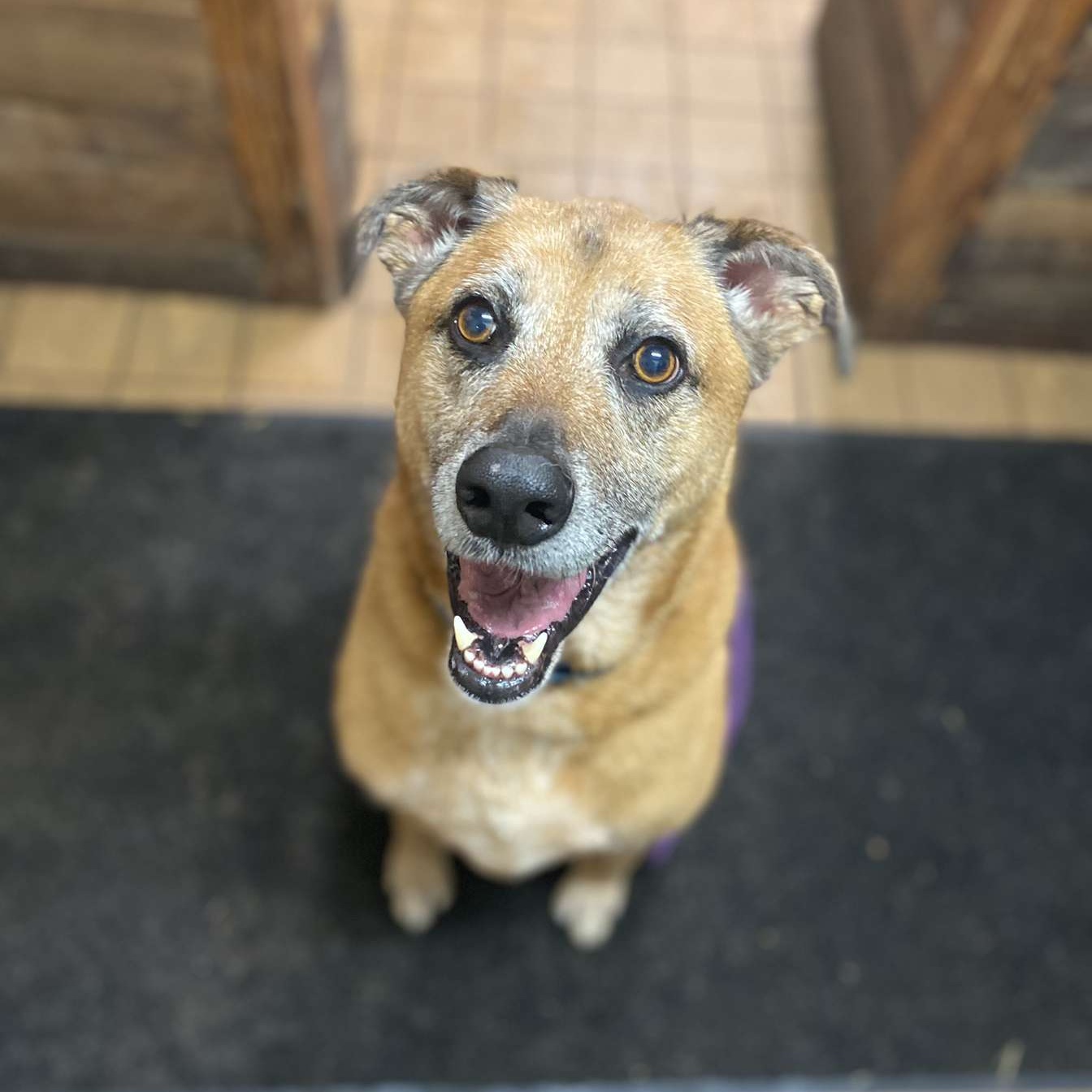 Guiseppi, a Adoptable mixed breed in Youngstown, OH image 5/6