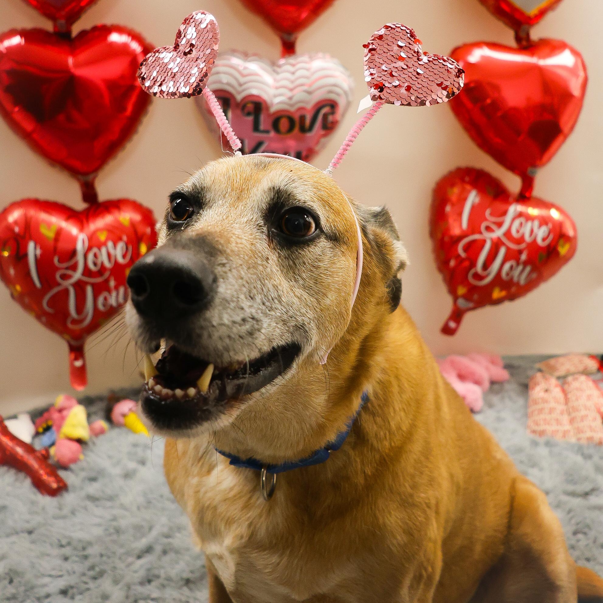 Guiseppi, a Adoptable mixed breed in Youngstown, OH image 2/6