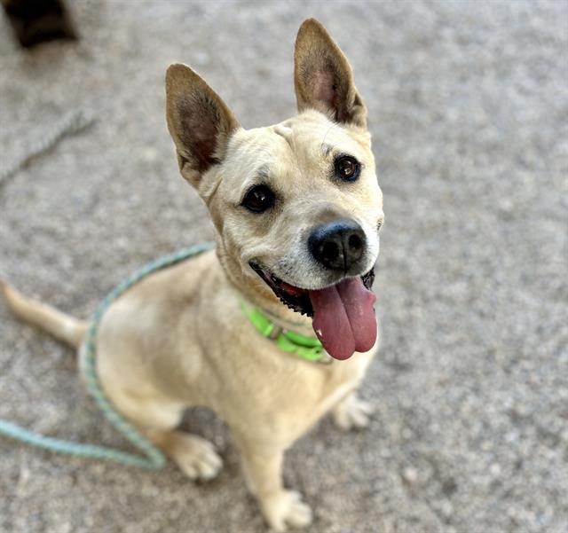 FERNIE*, Adoptable, Adult Female Carolina Dog & Basenji.