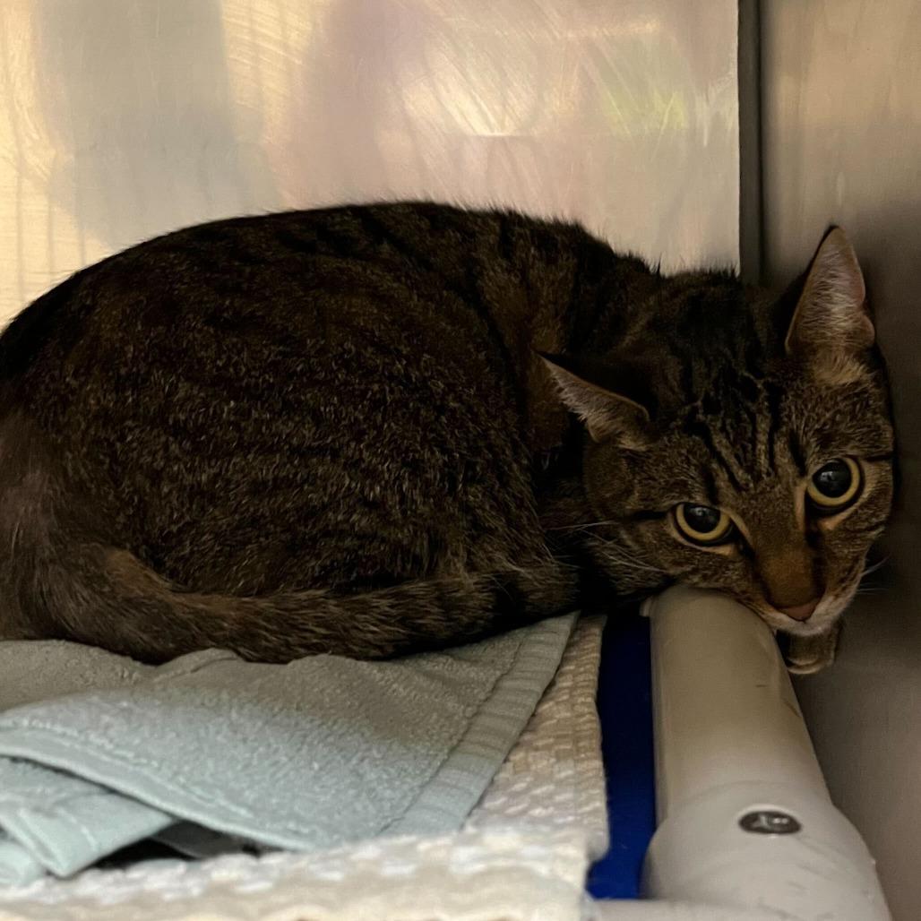Enlarge Shadow, a Adoptable Domestic Short Hair in Conshohocken, PA image 1/1
