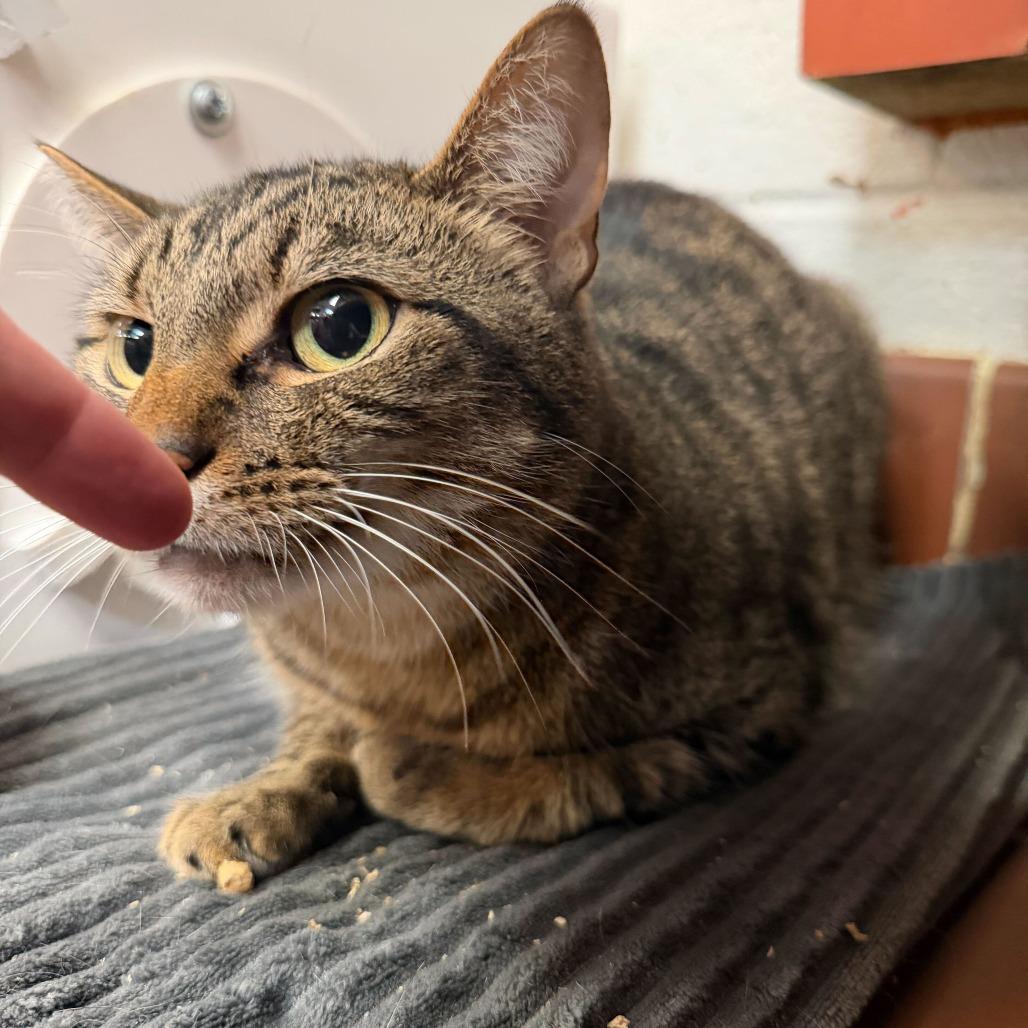 Shadow, a Adoptable Domestic Short Hair in Conshohocken, PA image 2/4