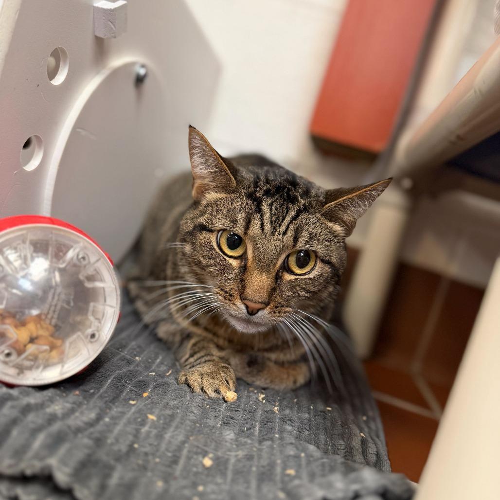 Shadow, a Adoptable Domestic Short Hair in Conshohocken, PA image 3/4