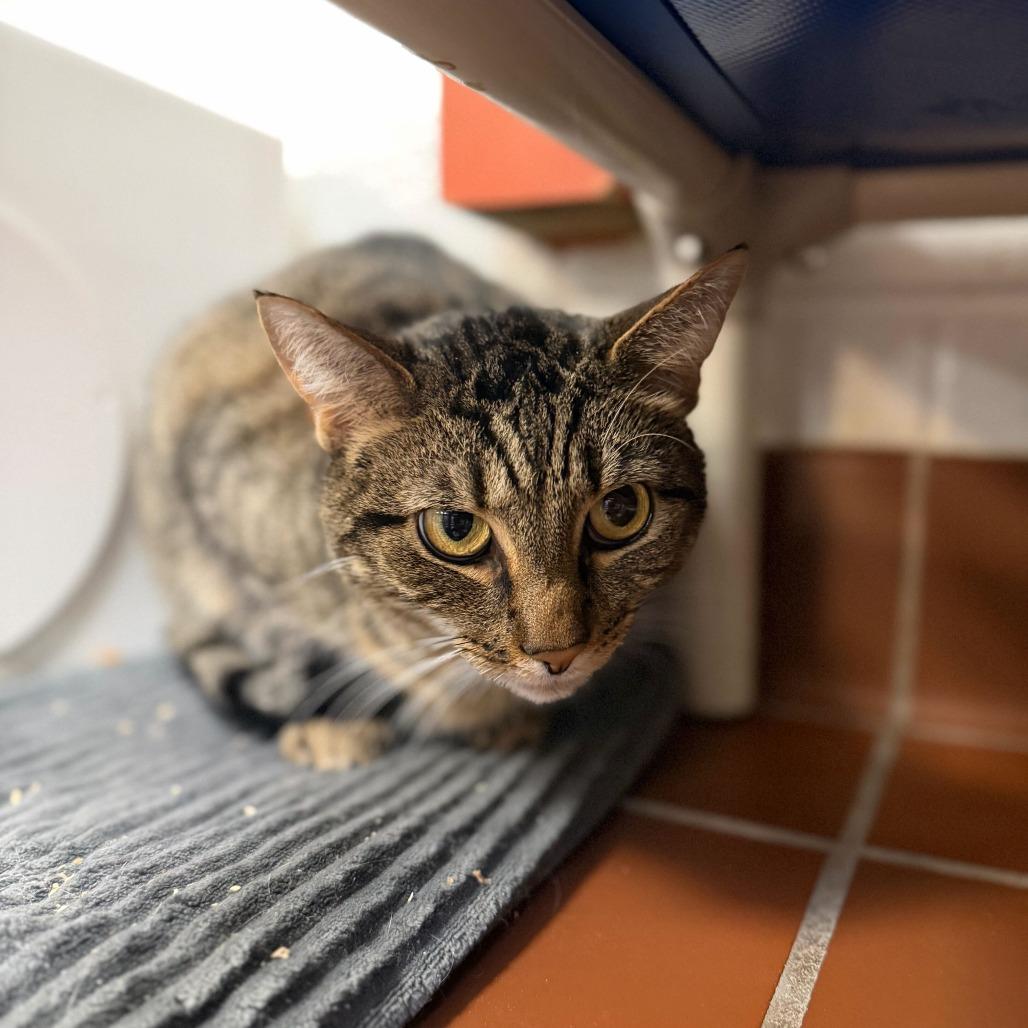 Shadow, a Adoptable Domestic Short Hair in Conshohocken, PA image 4/4
