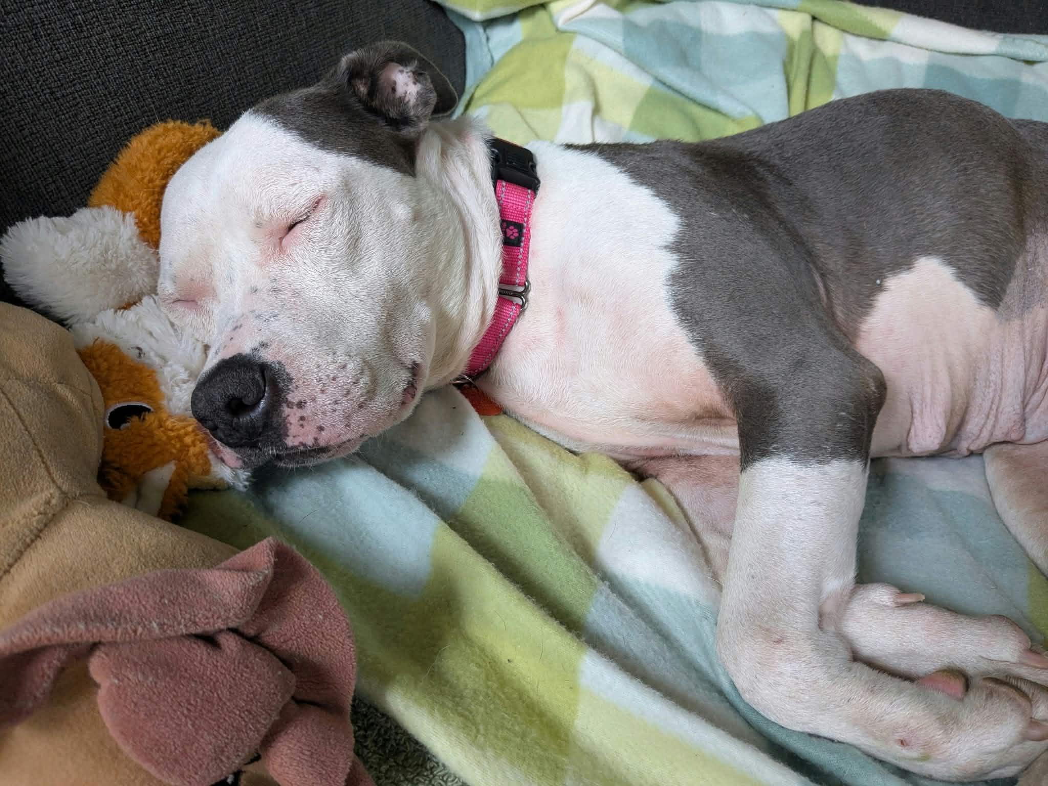 Enlarge Maya, a Adoptable mixed breed in Toledo, OH image 6/6