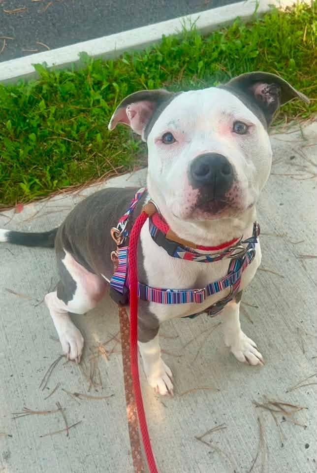 Maya, a Adoptable mixed breed in Toledo, OH image 1/2