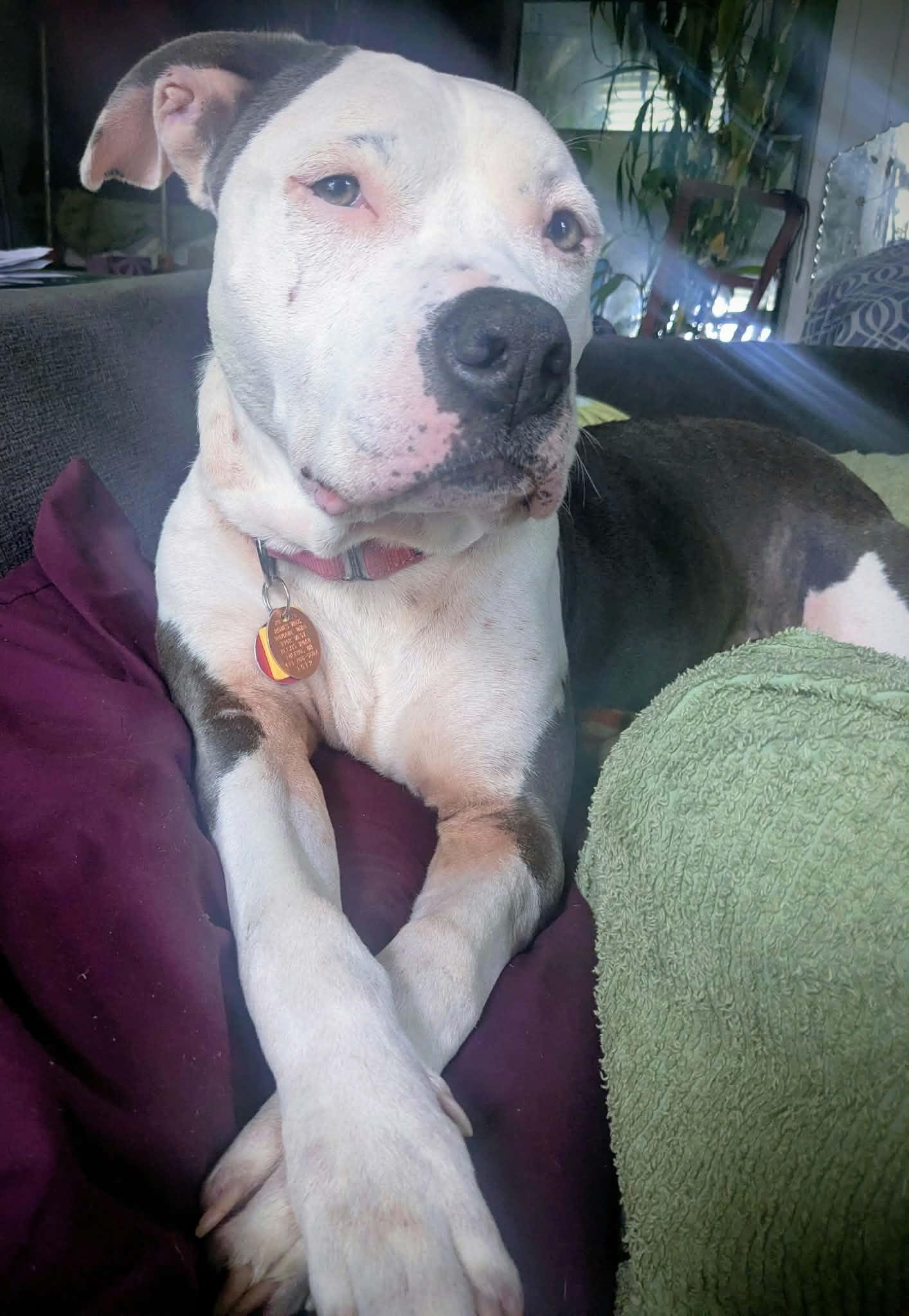Enlarge Maya, a Adoptable mixed breed in Toledo, OH image 3/6