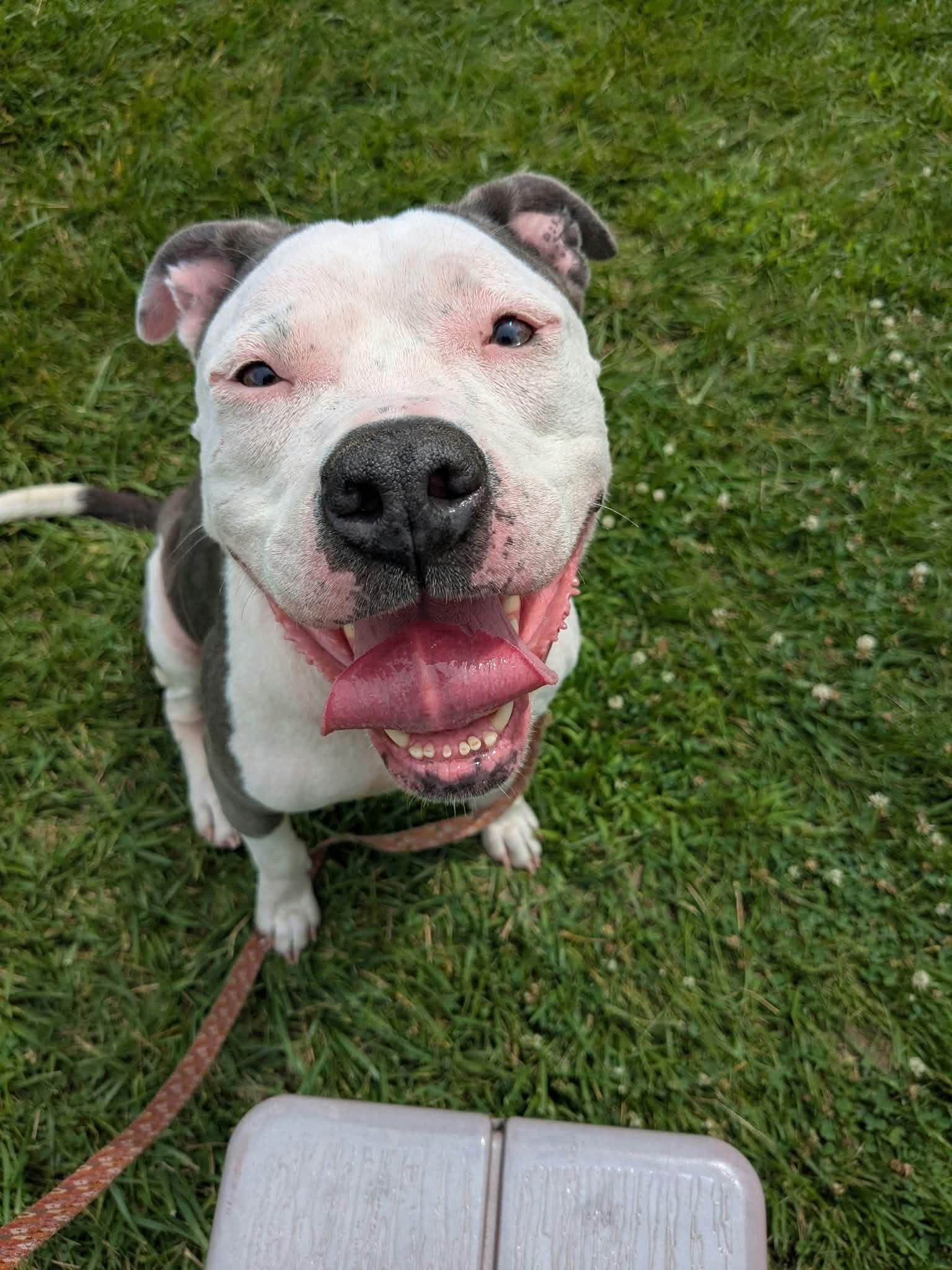 Enlarge Maya, a Adoptable mixed breed in Toledo, OH image 5/6