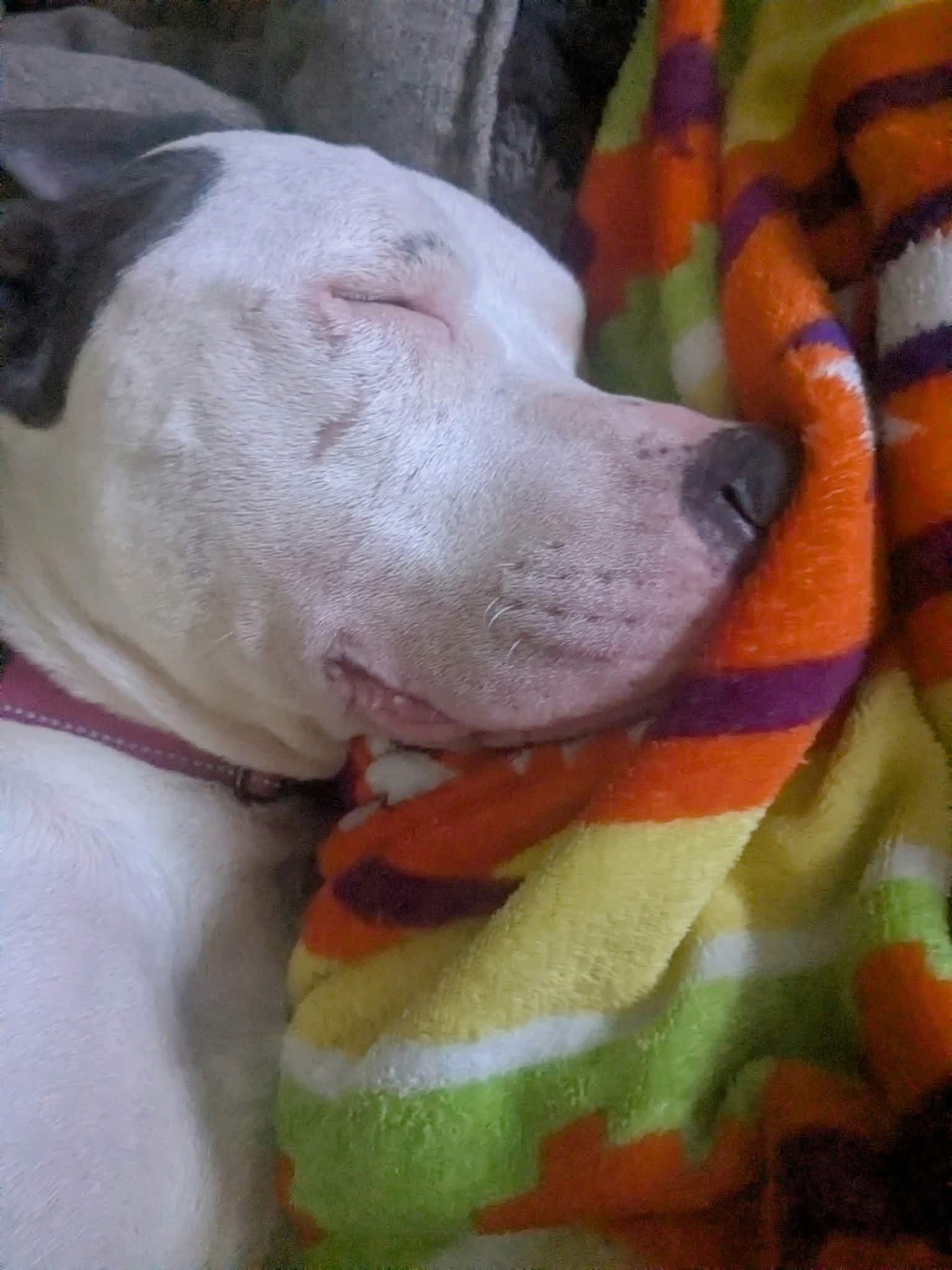 Enlarge Maya, a Adoptable mixed breed in Toledo, OH image 4/6