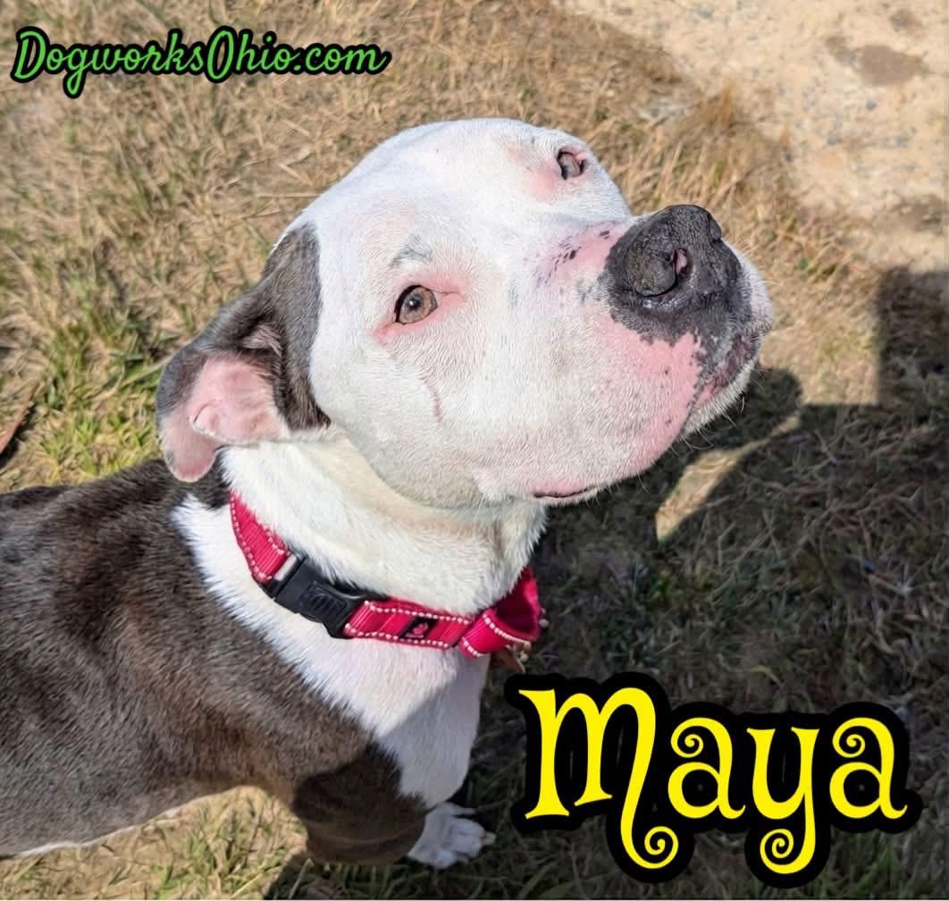 Maya, a Adoptable mixed breed in Toledo, OH image 2/2