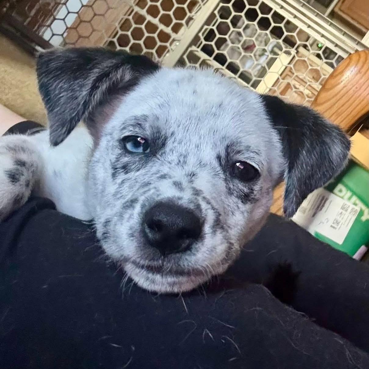 Freckles, a ADOPTABLE mixed breed in Collingswood, NJ image 5/5